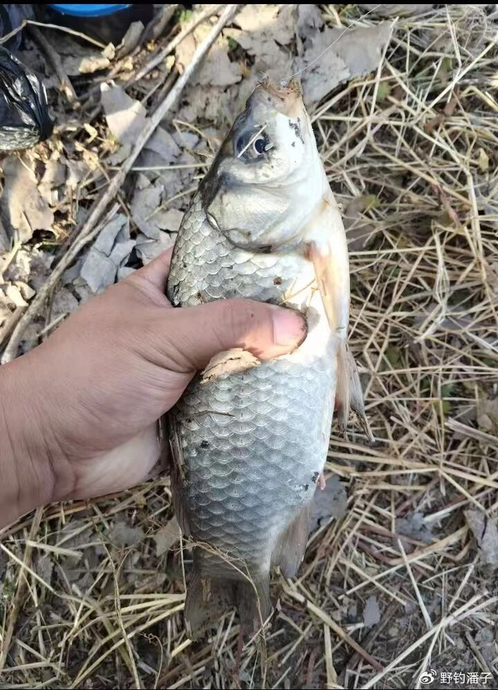 必一运动平台-下雪天钓鲫鱼，记住这 5 招，别人空竿你爆护！|水温|倒刺|粗线|极细|饵料_新浪体育_新浪新闻